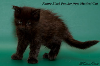 мейн кун котенок Panther 1,5 месяца