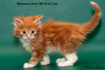 мейн кун котенок Matamun 1,5 месяца