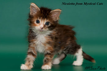 мейн кун котенок Nicoletta 1,5 месяца