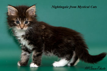 мейн кун котенок Nightingale 1,5 месяца