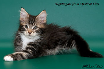 мейн кун котенок Nightingale 2,5 месяца