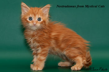 мейн кун котенок Nostradamus 1,5 месяца