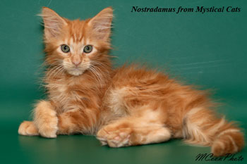 мейн кун котенок Nostradamus 2,5 месяца