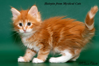 мейн кун котенок Hairpin 1,5 месяца