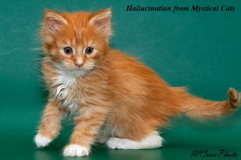 мейн кун котенок Hallucination 1,5 месяца