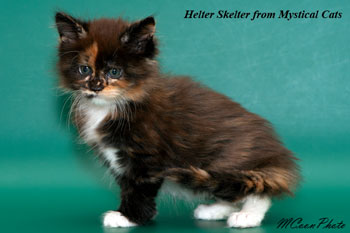 мейн кун котенок Helter Skelter 1,5 месяца