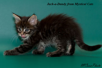 мейн кун котенок Jack-a-Dandy 1,5 месяца