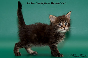 мейн кун котенок Jack-a-Dandy 1 месяц