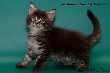 мейн кун котенок Jackanapes 1,5 месяца