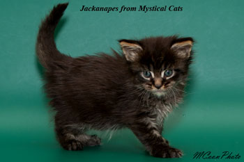 мейн кун котенок Jackanapes 1 месяц
