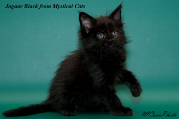 мейн кун котенок Jaguar Black 1,5 месяца