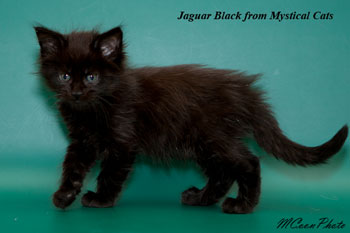 мейн кун котенок Jaguar Black 1,5 месяца
