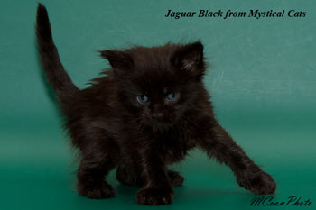 мейн кун котенок Jaguar Black 1 месяц
