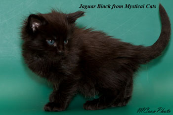 мейн кун котенок Jaguar Black 1 месяц
