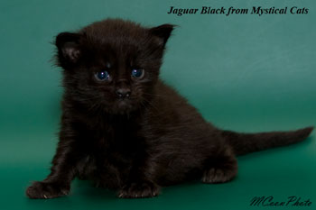 мейн кун котенок Jaguar Black 20 дней