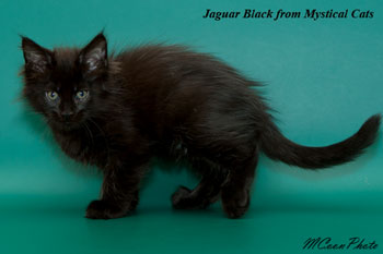 мейн кун котенок Jaguar Black 2 месяца