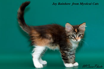 мейн кун котенок Joy Rainbow 2 месяца