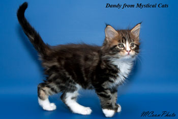 мейн кун котенок Dandy 1,5 месяца