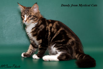 мейн кун котенок Dandy 3,5 месяца