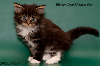 мейн кун котенок Bibigon 1 месяц
