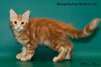 мейн кун котенок Bourgeois 2,5 месяца