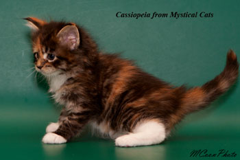 мейн кун котенок Cassiopeia 1 месяц