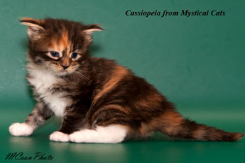 мейн кун котенок Cassiopeia 20 дней