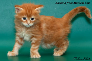 мейн кун котенок Kachina 1 месяц