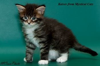 мейн кун котенок Kaiser 1 месяц