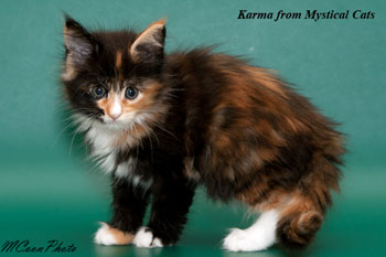 мейн кун котенок Karma 1,5 месяца