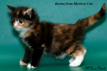 мейн кун котенок Karma 1 месяц