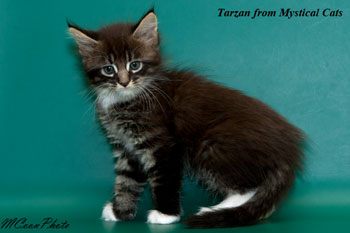 мейн кун котенок Tarzan 1,5 месяца