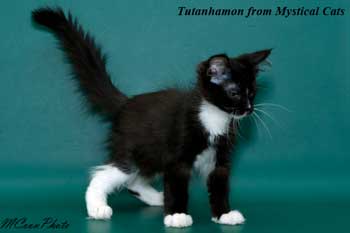 мейн кун котенок Tutanhamon 3 месяца