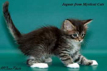 мейн кун котенок Jaguar 1,5 месяца