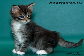 мейн кун котенок Jaguar 1 месяц