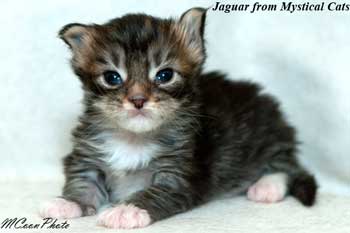 мейн кун котенок Jaguar 2 недели