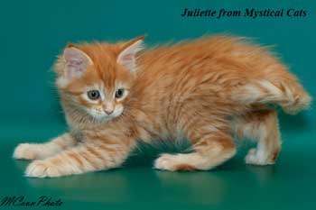 мейн кун котенок Juliette 1,5 месяца
