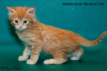 мейн кун котенок Juliette 1 месяц
