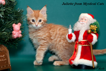 мейн кун котенок Juliette 2 месяца