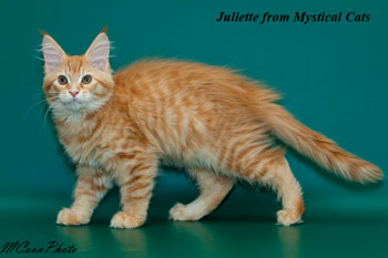 мейн кун котенок Juliette 3 месяца