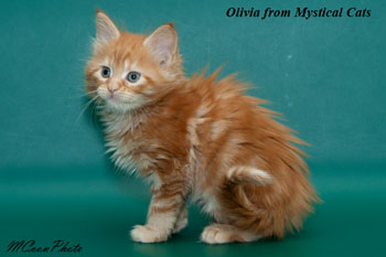 мейн кун котенок Olivia 1,5 месяца