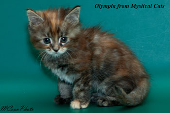 мейн кун котенок Olympia 1,5 месяца