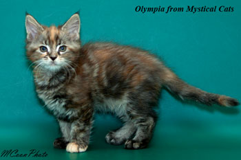 мейн кун котенок Olympia 2 месяца