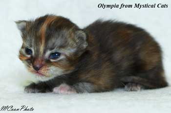 мейн кун котенок Olympia 2 недели