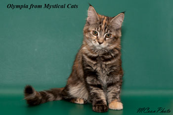 мейн кун котенок Olympia 3,5 месяца
