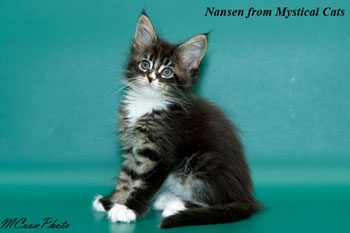 мейн кун котенок Nansen 1,5 месяца