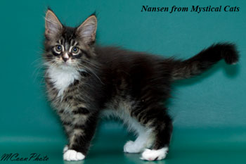 мейн кун котенок Nansen 2 месяца
