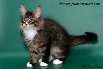 мейн кун котенок Nansen 3 месяца