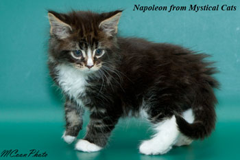 мейн кун котенок Napoleon 1,5 месяца