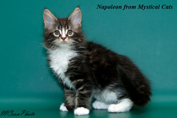 мейн кун котенок Napoleon 2 месяца